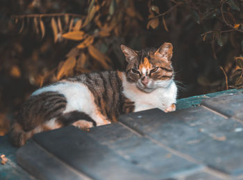 Portrait of cat relaxing outdoors