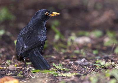 Close-up of a bird looking away