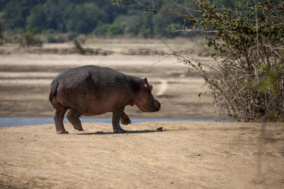 Hippo walking in a field
