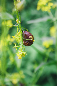 Close-up of insect pollinating on flower