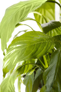 Close-up of green leaves