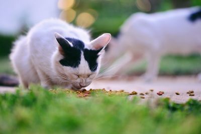 Close-up of cat