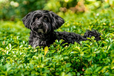 Portrait of dog on field