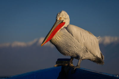 Close-up of pelican