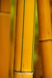 Close-up of yellow glass