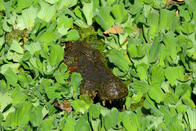 Close-up of lizard on plant