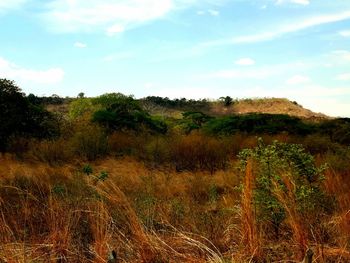 Scenic view of field against sky