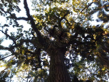 Low angle view of trees in forest