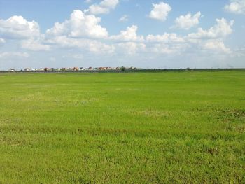 Scenic view of grassy field against sky