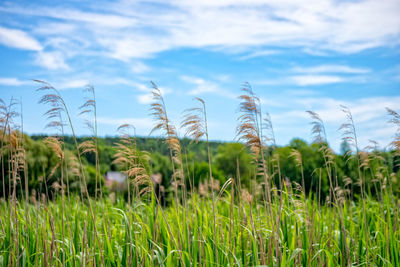 Close-up of wheat field against sky