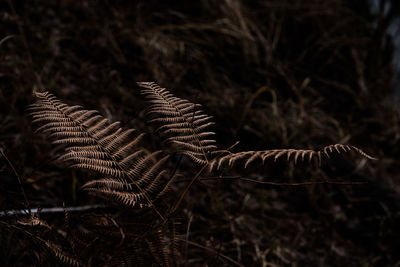 Close-up of fern in forest