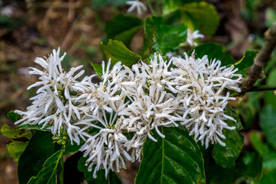 Close-up of white flowering plant