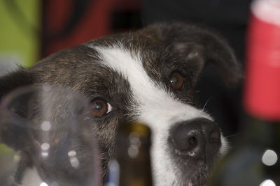 Cute black and white dog looks at you, dog gaze