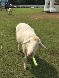 Sheep grazing on field