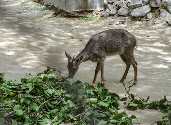 Deer standing in a water