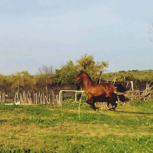 animal themes, domestic animals, mammal, horse, grass, livestock, field, one animal, herbivorous, landscape, brown, cow, working animal, tree, grassy, sky, grazing, nature, two animals, standing