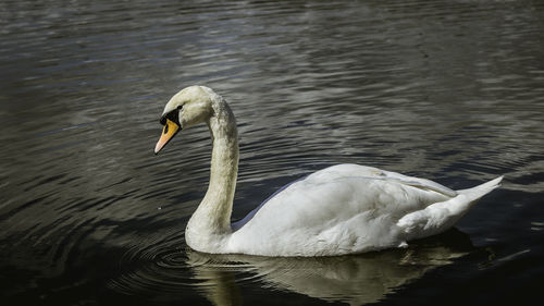 Swan on lake