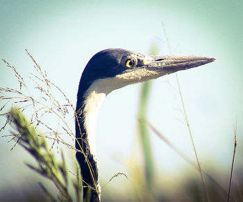 Close-up of a bird