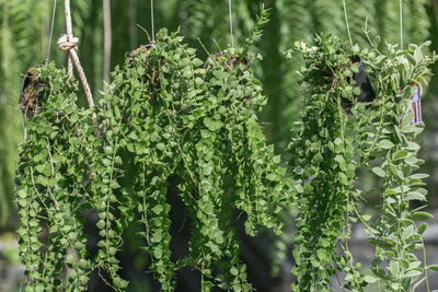 Close-up of plants growing on field