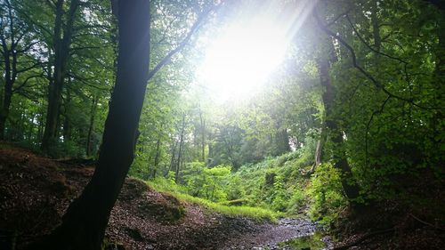 Low angle view of trees in forest