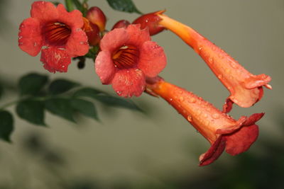 Close-up of red flower on plant