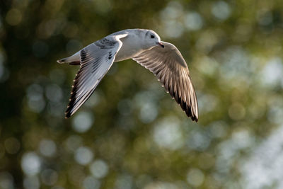 Close-up of bird flying