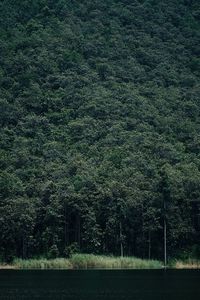 Scenic view of forest