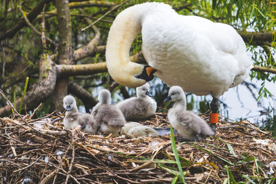 Mute swan, cygnus olor, nesting on the river colne, colchester, uk.