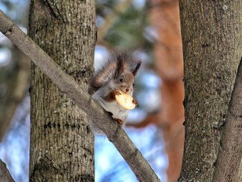 Squirrel on tree trunk