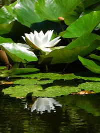 White water lily in lake