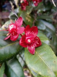 Close-up of red flowers blooming outdoors