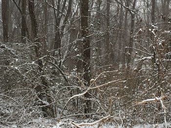 Bare trees in forest during winter