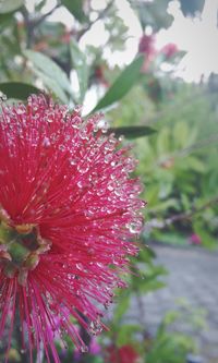 Close-up of red flowers