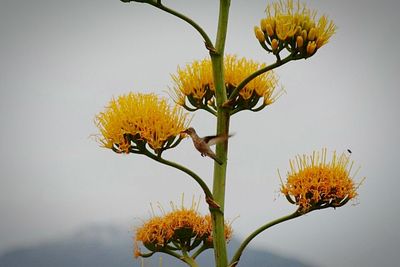 Close-up of insect on yellow flower