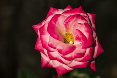 Close-up of pink rose blooming outdoors