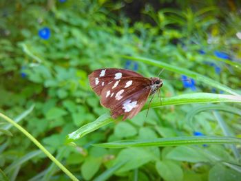 Close-up of butterfly pollinating flower