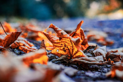 Close-up of dry leaves