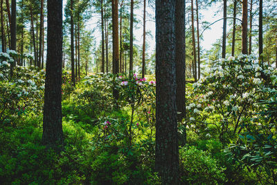 Trees and plants in forest