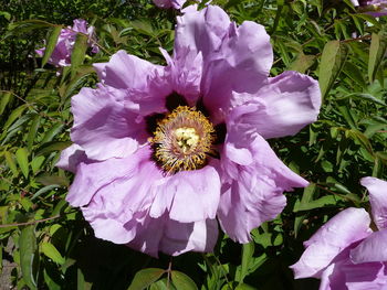 Close-up of purple flower