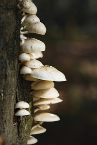 Close-up of mushrooms growing on tree trunk