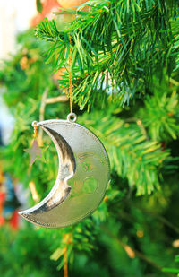 Close-up of plant hanging on tree