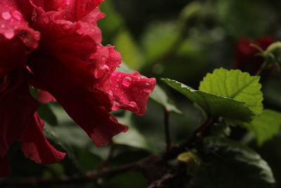 Close-up of red rose plant