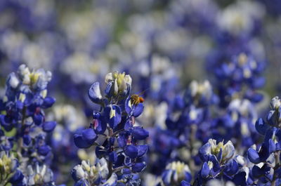 Bee pollinating bluebonnets