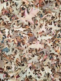 Full frame shot of multi colored autumn leaves