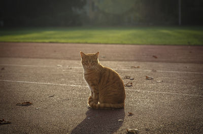 Portrait of cat sitting on street