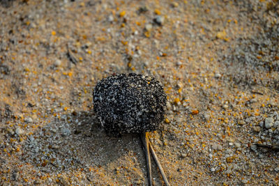 High angle view of black shell on rock