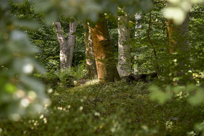 Trees growing on field in forest