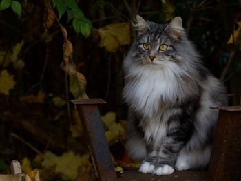 Portrait of cat sitting by plants