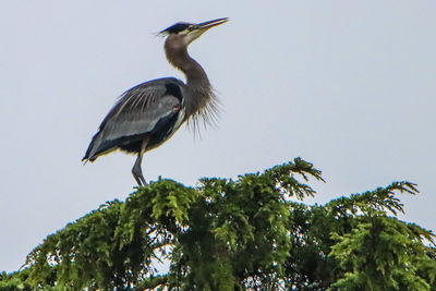 Low angle view of bird perching on branch against sky