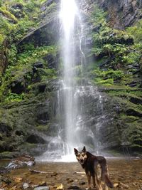 View of dog in waterfall